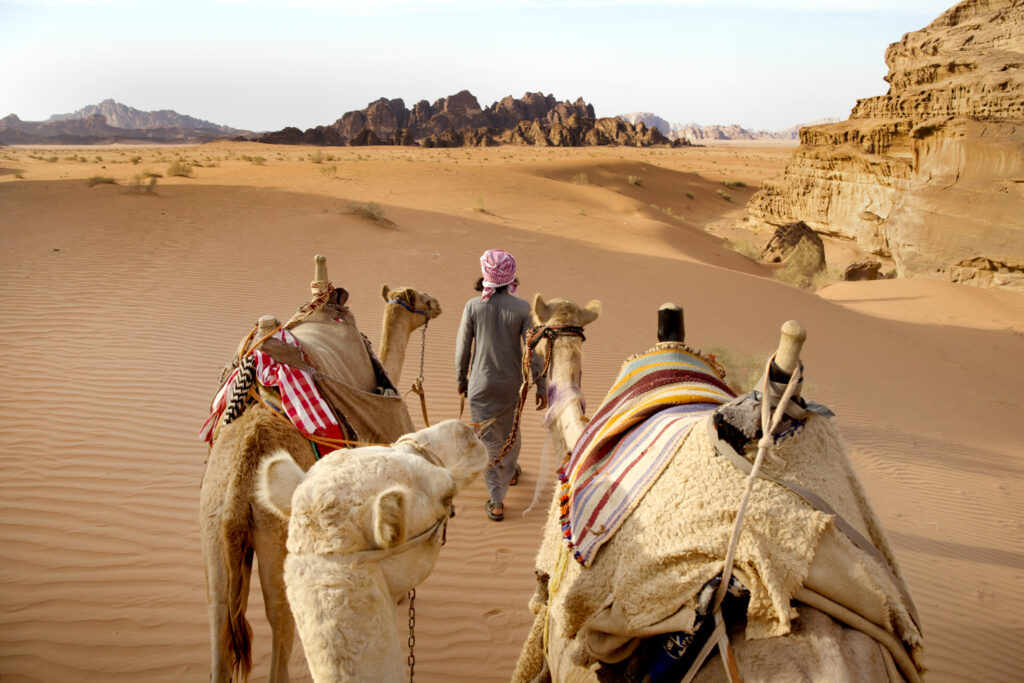 camel wadi rum jordan