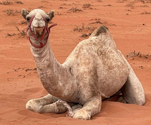 Camel ride near Khaled’s Camp in Wadi Rum desert.