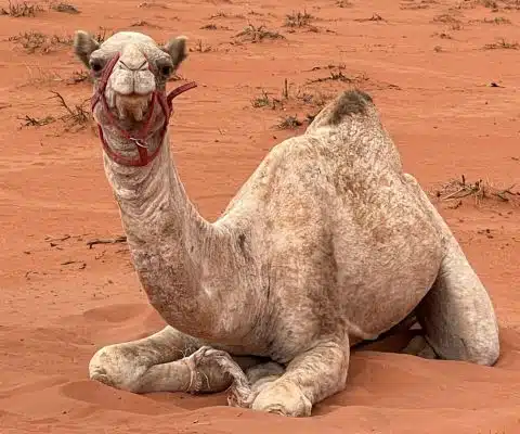 Camel ride near Khaled’s Camp in Wadi Rum desert.