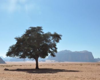Wadi Rum jeep tour 1 day 1 night adventure