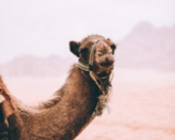 Camel Experience In Wadi Rum