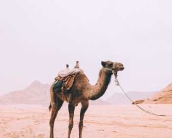 Wadi Rum 1D 1N Jeep 2 Hour Camel Ride