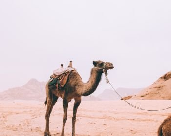 Wadi Rum 1D 1N Jeep Tour 1 Hour Camel Ride
