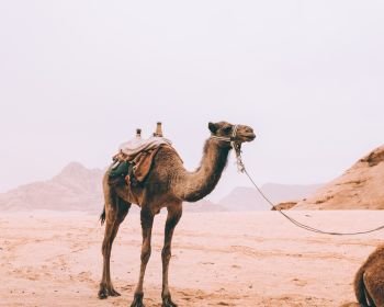 Wadi Rum 1 Day 1 Night Jeep Tour Burdah Bridge Hiking